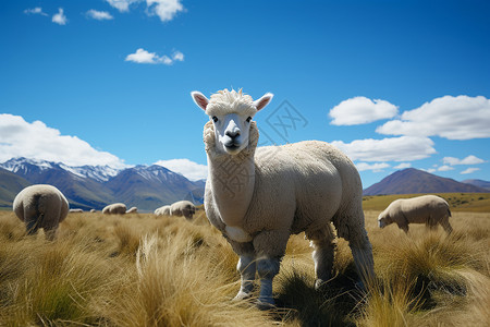 山坡上放牧的羊驼背景图片