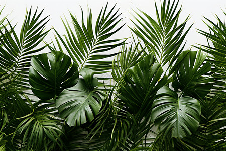 墙壁上的棕榈植物背景图片