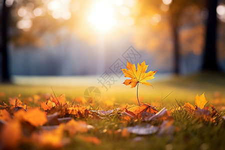 美丽草地秋日公园的落叶背景