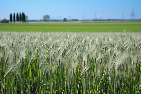 农田中的农业大麦背景图片