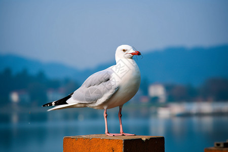 湖边的海鸥背景图片
