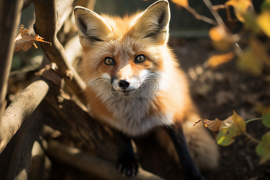 沐浴阳光的狐狸图片