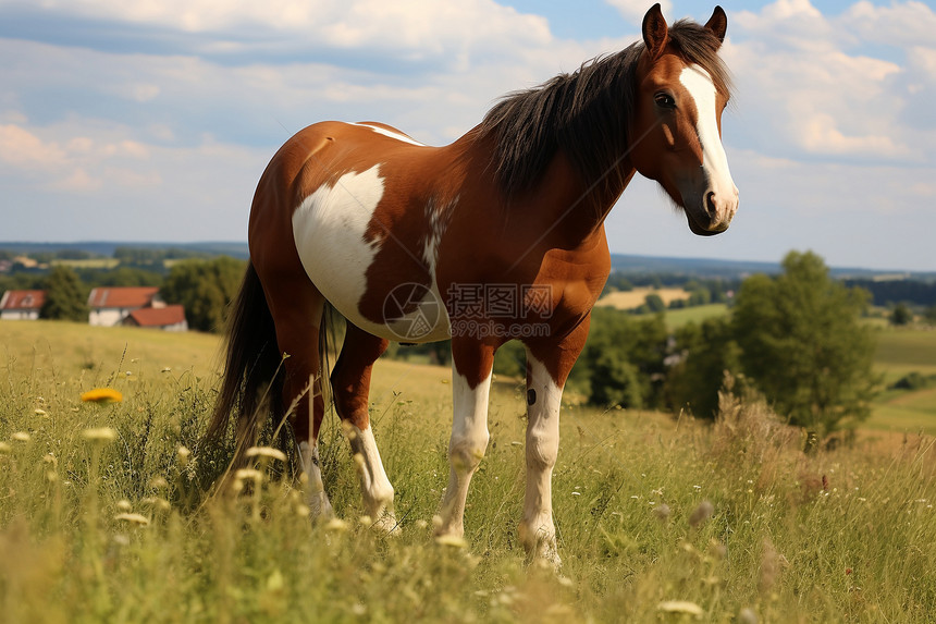自然美景草原上一匹棕色马图片