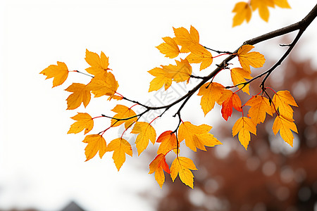 自然的秋色背景图片