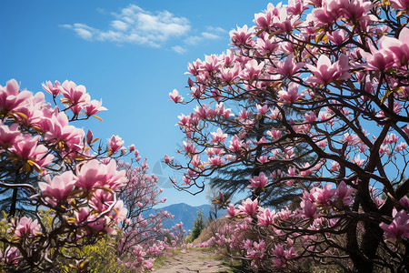 山丘上的粉色花朵背景图片