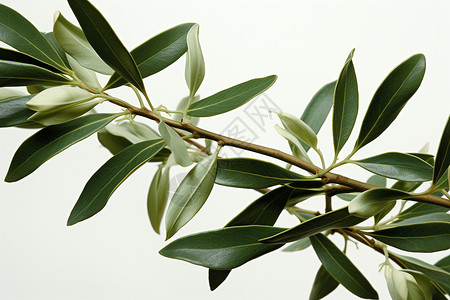 绿色橄榄枝背景图片