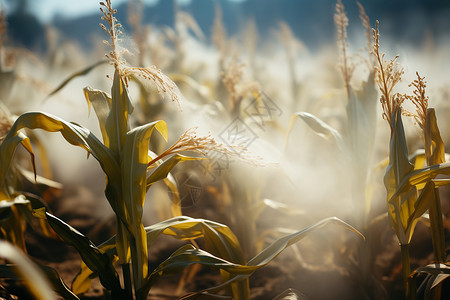 玉米地中喷洒农药高清图片