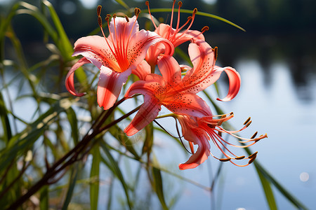 夏季湖畔绽放的百合花朵背景图片