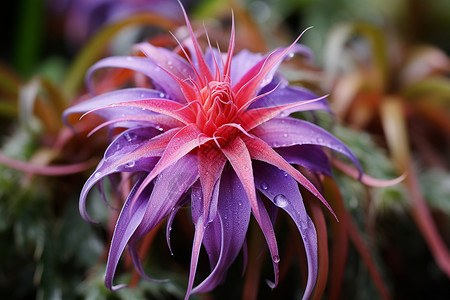 热带花园中绽放的美丽花朵背景图片