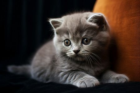 可爱的小猫温顺猫撒娇高清图片