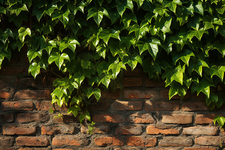 墙上的绿色植物背景图片