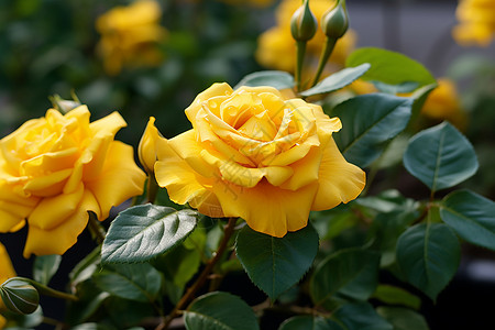 黄玫瑰近景蔓延黄玫瑰高清图片