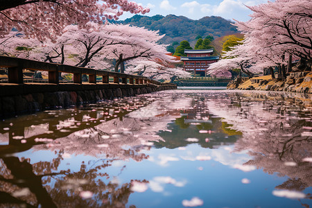 河面上飘落的樱花花瓣背景图片