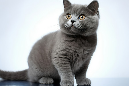 可爱灰猫优雅的猫咪背景