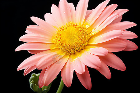一朵盛开的粉色花朵背景图片