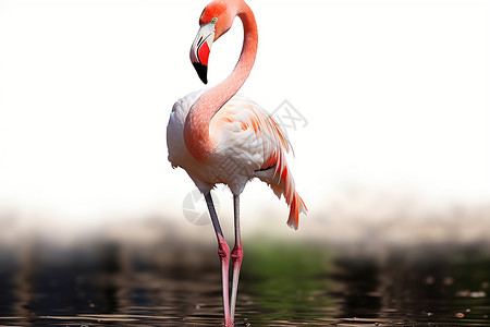 粉红挺立的美丽火烈鸟高清图片