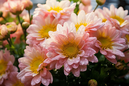 艳丽多彩的鲜花背景图片