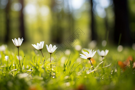 小花草地蝴蝶草地中的小花背景