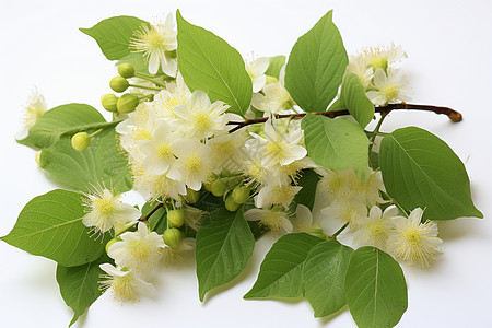 菩提树清新的白色花朵背景