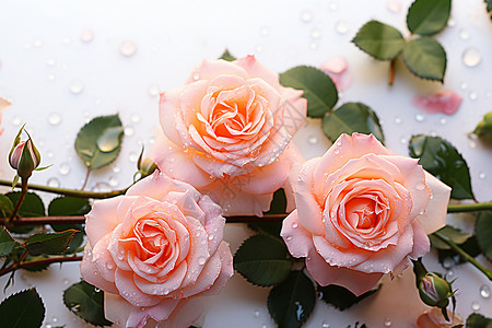 粉色玫瑰的浪漫绽放背景图片