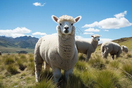 放牧的羊驼背景图片