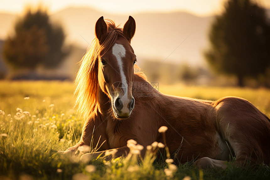 草地上的马匹图片