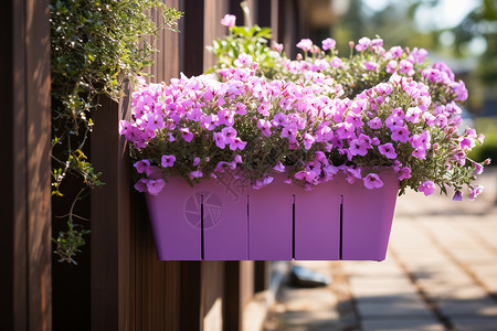 阳台紫色花盆高清图片