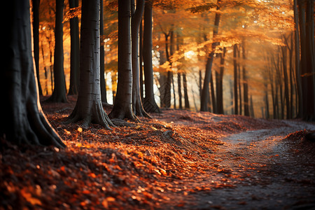 秋日林间的金色小径背景图片