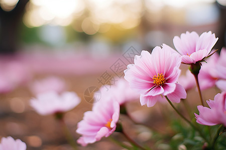 粉色的户外小花背景图片