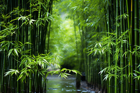 竹林小径丛林树木高清图片