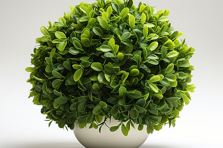 绿叶盆栽植物背景图片