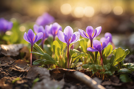 盛放的紫色小花背景图片