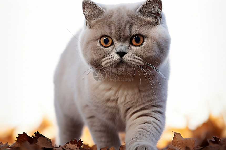 叶子上行走的猫咪动物图片