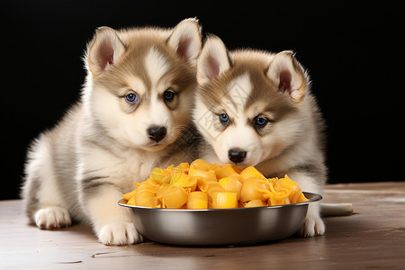 地板上吃食物的可爱小狗背景图片