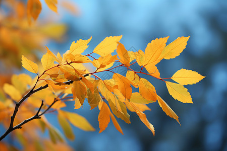 黄色的树叶叶子背景图片