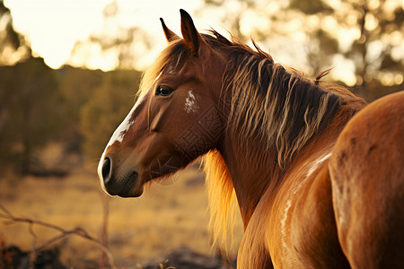 自然界动物森林旁的棕色马背景