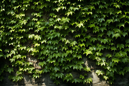绿叶藤蔓覆盖的墙背景图片