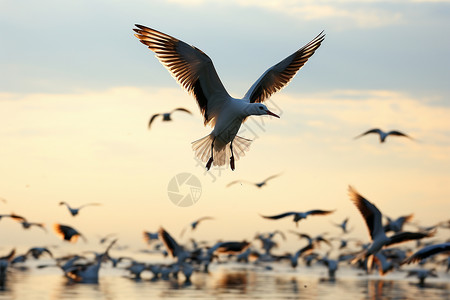户外飞翔的鸟群背景图片