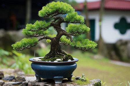 松树植物小型松树盆栽背景