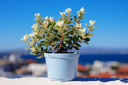 蓝天下的盆栽植物背景图片