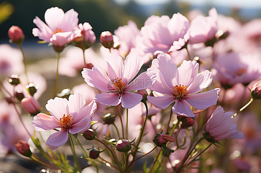 草地上的粉色花朵图片