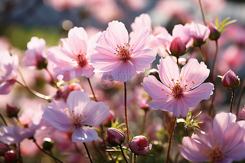 田野中的粉色花朵图片