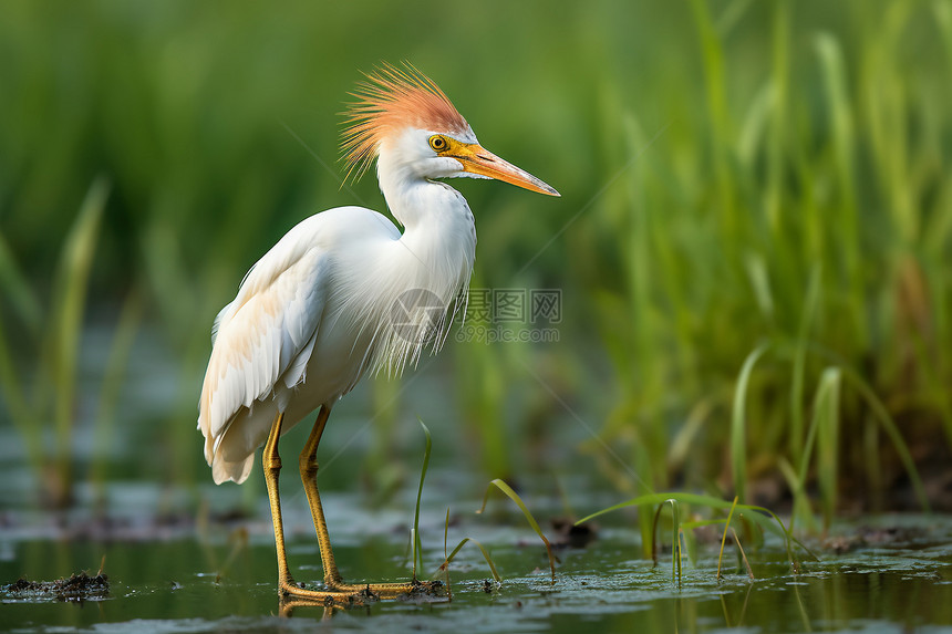 湿地上站立的水鸟图片