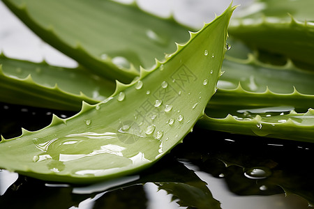 水滴叶水滴覆盖的芦荟叶背景