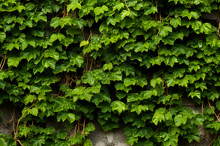 手绘植物鹅掌藤墙壁上的爬藤植物背景
