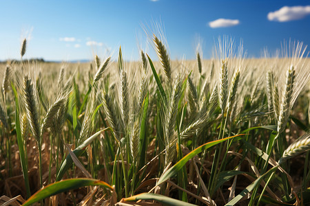 麦田里抽穗的小麦背景
