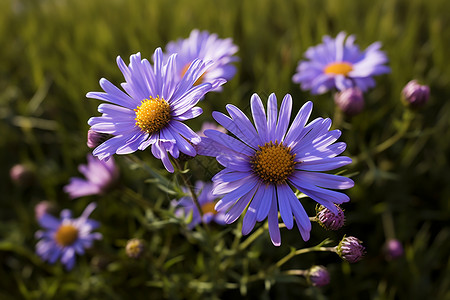 美丽的紫色洋甘菊背景图片