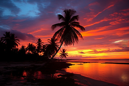 日落时分沙滩上的棕榈树背景图片