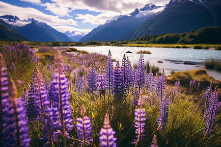 湖边的紫花背景图片