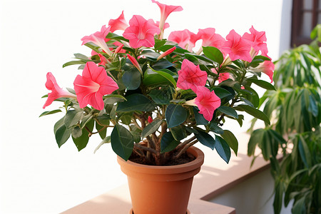 粉色植物盆栽一盆粉色花朵背景